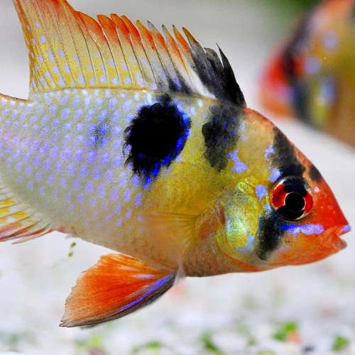 Apistogramma ramirezi - Ram cichlid M